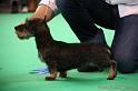 Crufts2011_2 1268